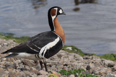 Red-breasted Goose, Strathclyde Loch, Clyde