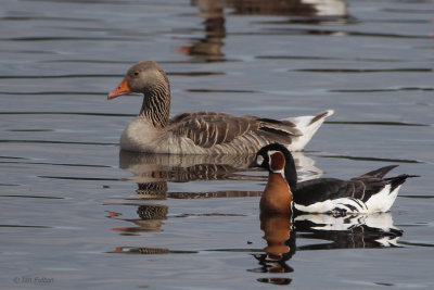 Red-breasted Goose, Strathclyde Loch, Clyde