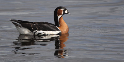 Red-breasted Goose, Strathclyde Loch, Clyde