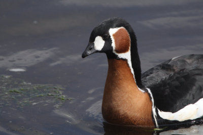 Red-breasted Goose, Strathclyde Loch, Clyde