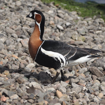 Red-breasted Goose, Strathclyde Loch, Clyde