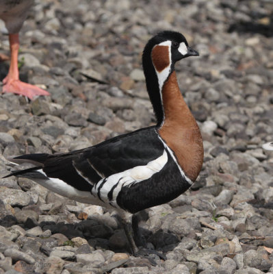 Red-breasted Goose, Strathclyde Loch, Clyde