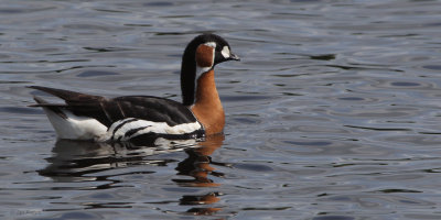 Red-breasted Goose, Strathclyde Loch, Clyde