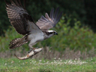 Osprey, Rothiemurchus-Aviemore, Highland