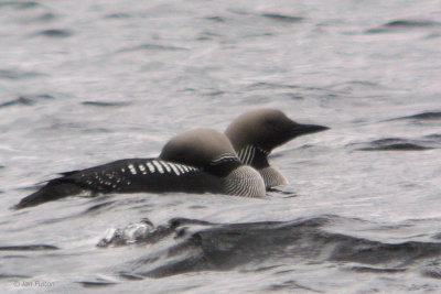 Black-throated Diver, Lochindorb, Highland