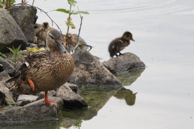 Mallard duck and chicks, Hogganfield Loch, Glasgow