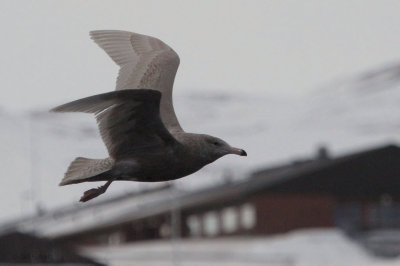 Glaucous Gull, Batsfjord, Norway