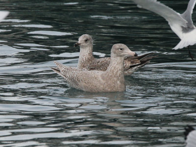Glaucous Gull and Herring Gull,Vardo, Norway