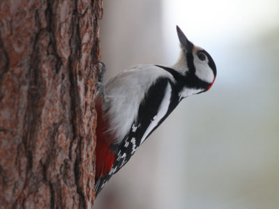 Great Spotted Woodpecker