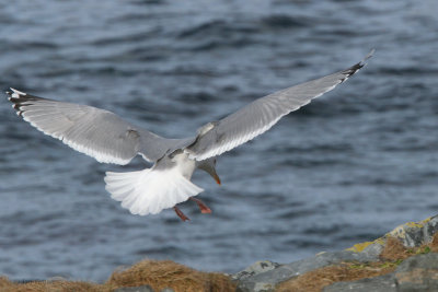 Herring Gull, Hornya, Norway
