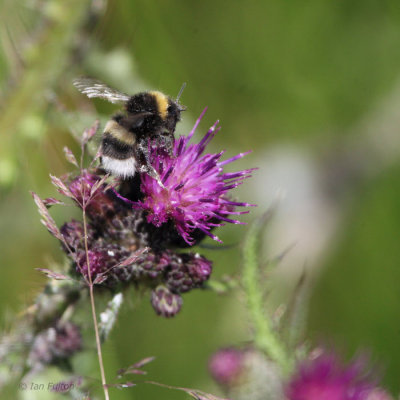 Buff-tailed Bumblebee, Kilpatrick Hills