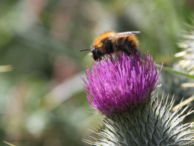 Common Carder Bee, Kilpatrick HIlls
