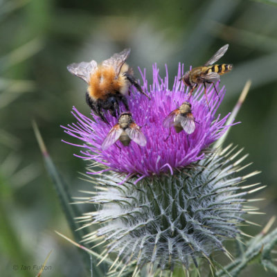 Common Carder Bee with Hoverflies, Kilpatrick HIlls