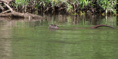 Otter, River Clyde at Baron's Haugh