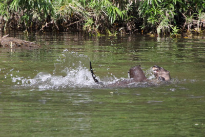 Otters, River Clyde at Baron's Haugh