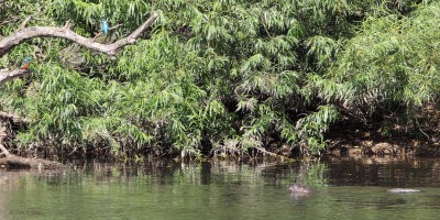 Kingfishers and an Otter, River Clyde at Barons Haugh