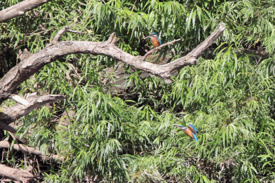 Kingfishers, River Clyde at Baron's Haugh