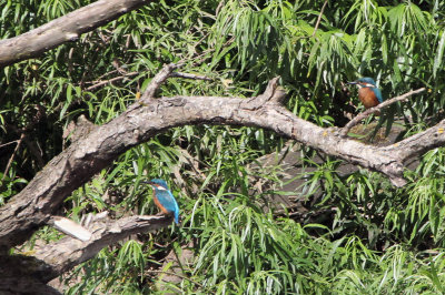 Kingfishers, River Clyde at Baron's Haugh