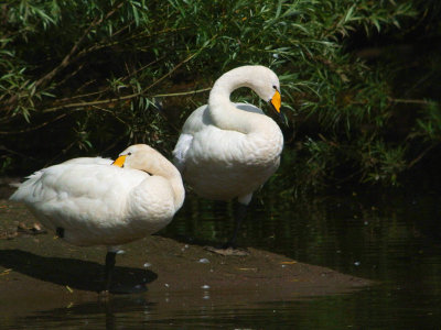 Whooper Swans, River Clyde at Baron's Haugh