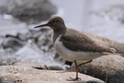 Common Sandpiper, Loch Insh, Highland