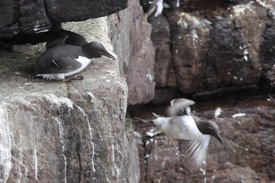 Guillemots, Handa, Highland