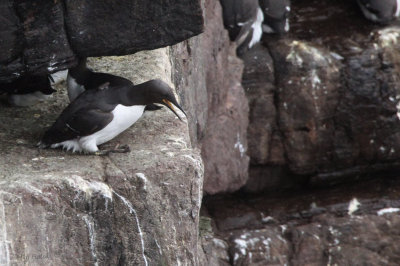 Guillemots, Handa, Highland