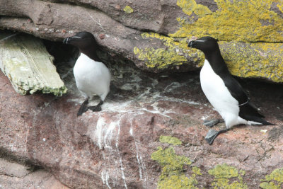 Razorbills, Handa, Highland