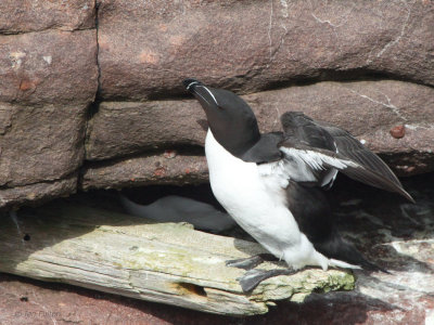 Razorbill, Handa, Highland