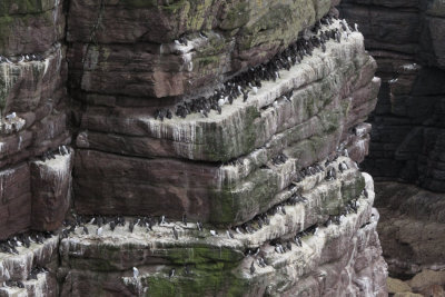 Sea bird colony on Handa Island