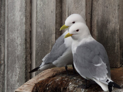 Kittiwake, Vardo, Norway