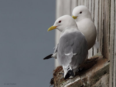 Kittiwake, Vardo, Norway