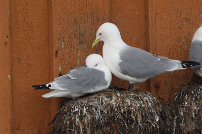 Kittiwake, Vardo, Norway