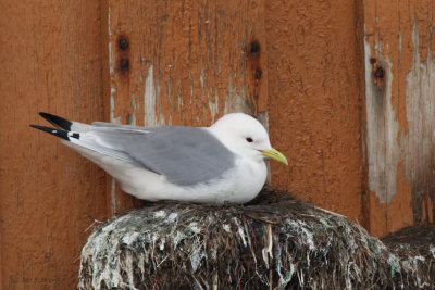 Kittiwake, Vardo, Norway