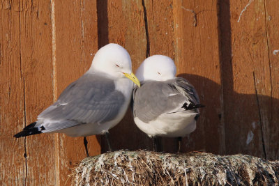 Kittiwake, Vardo, Norway