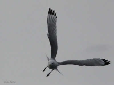 Kittiwake, Vardo, Norway