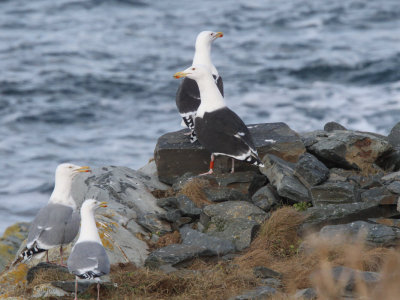 Great Black-backed and Herring Gulls, Hornya, Norway