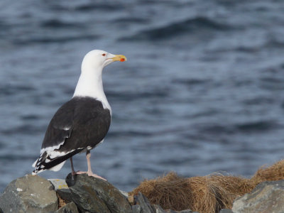 Great Black-backed Gull, Hornya, Norway