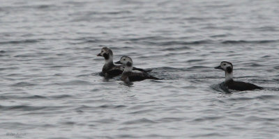 Long-tailed Duck, Batsfjord, Norway
