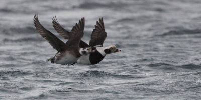 Long-tailed Duck, Batsfjord, Norway