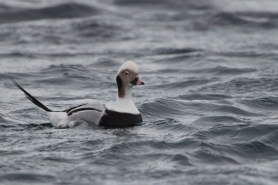 Long-tailed Duck, Batsfjord, Norway