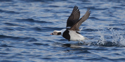 Long-tailed Duck, Batsfjord, Norway