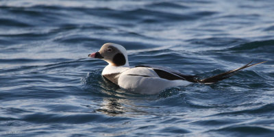 Long-tailed Duck, Batsfjord, Norway