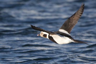 Long-tailed Duck, Batsfjord, Norway
