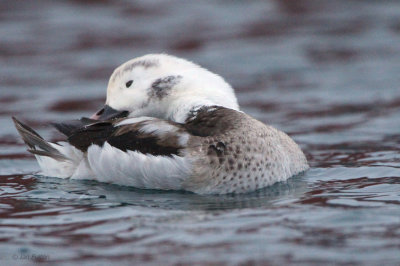 Long-tailed Duck, Batsfjord, Norway