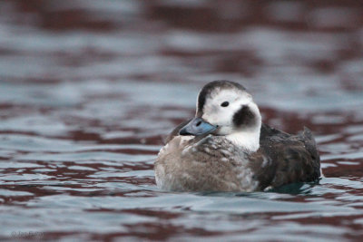 Long-tailed Duck, Batsfjord, Norway
