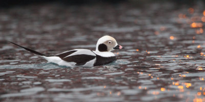 Long-tailed Duck, Batsfjord, Norway