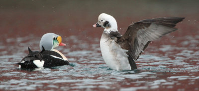 Long-tailed Duck and King Eider, Batsfjord, Norway