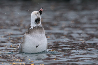 Long-tailed Duck, Batsfjord, Norway