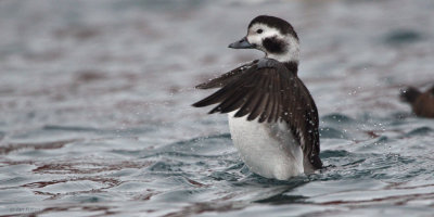 Long-tailed Duck, Batsfjord, Norway