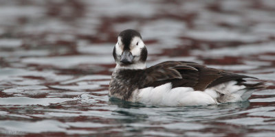 Long-tailed Duck, Batsfjord, Norway